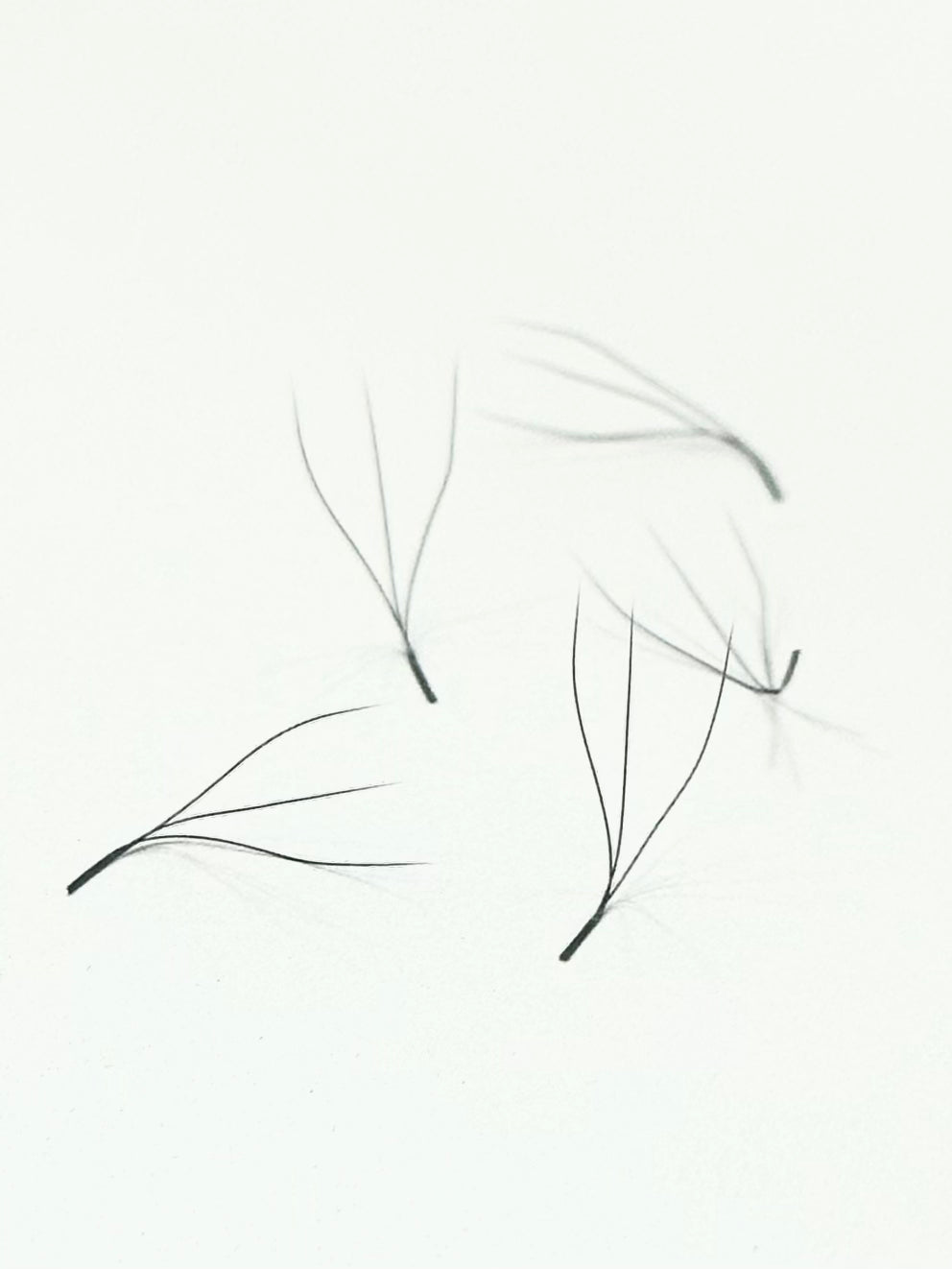 VENTAGLI W/Y 3D  ventagli  pronti